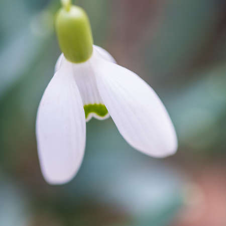 A macro shot of a single snowdrop bloom.の写真素材