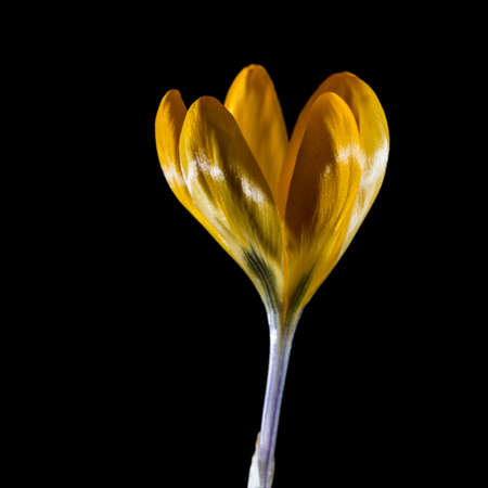 A macro shot of a single yellow crocus.の写真素材