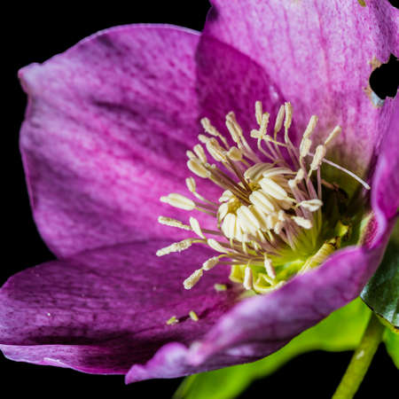 A macro shot of a Christmas rose bloom.の写真素材