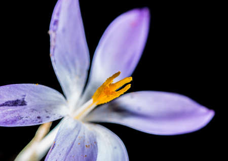 A macro shot of a blue crocus bloom.の写真素材