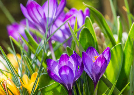 A macro shot of some purple crocuses.