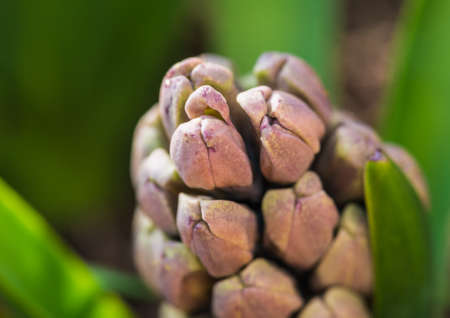 A macro shot of some hyacinth flower buds.