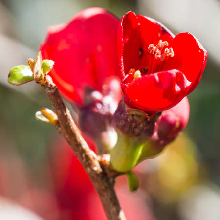 A macro shot of some red quince blooms.の写真素材