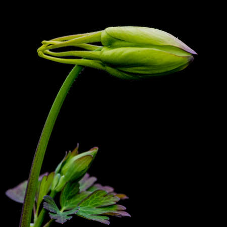 A macro shot of an aquilegia flower bud の写真素材