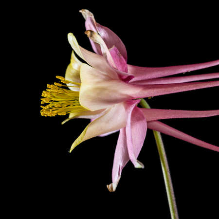 A macro shot of an aquilegia bloom shot against a black background.の写真素材