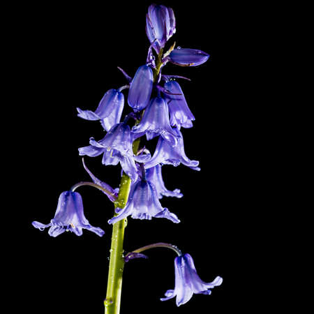 A macro shot of a springtime bluebell.の写真素材