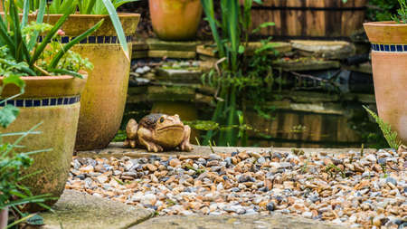 A shot of a frog ornament in a garden.の写真素材