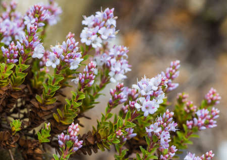 A macro shot of flowers of a hebe bush.