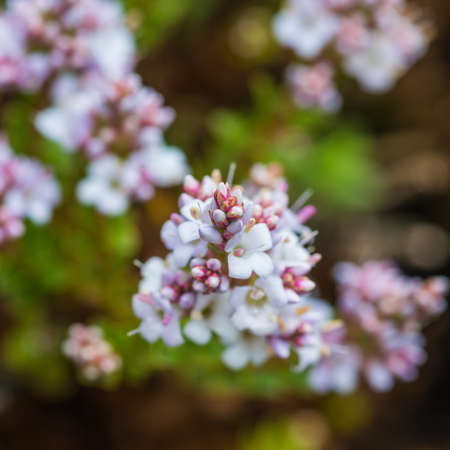 A macro shot of flowers of a hebe bush.の写真素材