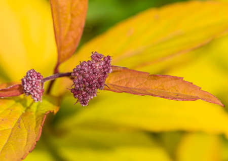 A macro shot of some magic carpet bush leaves.