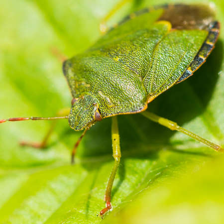A macro shot of a green shield bug sitting on a green leaf.の写真素材