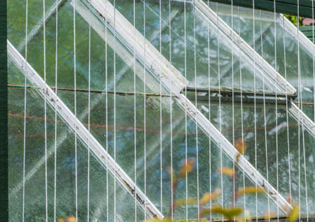 A shot of some support lines waiting for runner beans to scale them.の写真素材