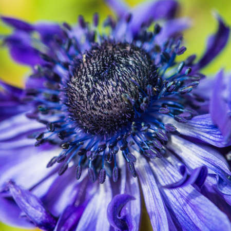 A macro shot of a blue anemone bloom.の写真素材