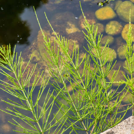 A shot of some horsetail grass reaching out over a pond.の写真素材