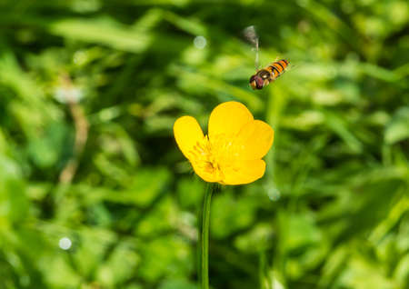 A macro shot of a hoverfly hovering next to a buttercup.