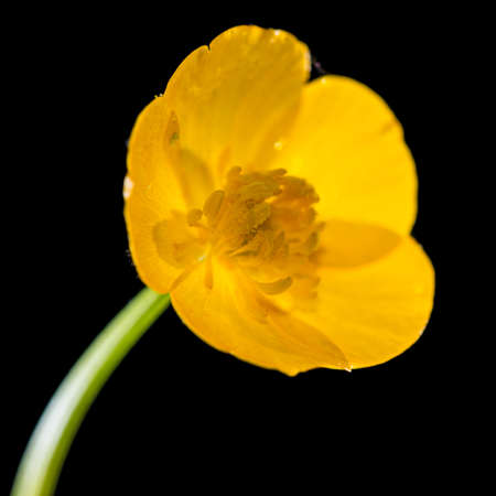 A macro shot of a buttercup shot against a black .の写真素材