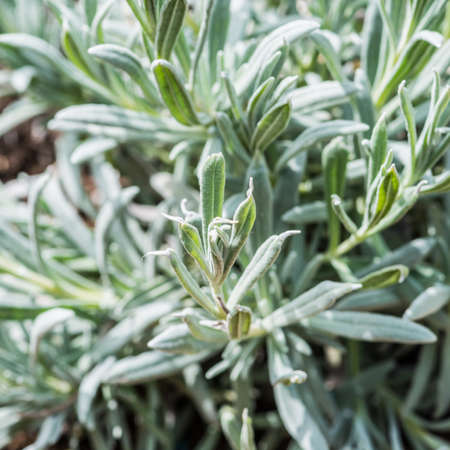 A macro shot of some lavender leaves.の写真素材