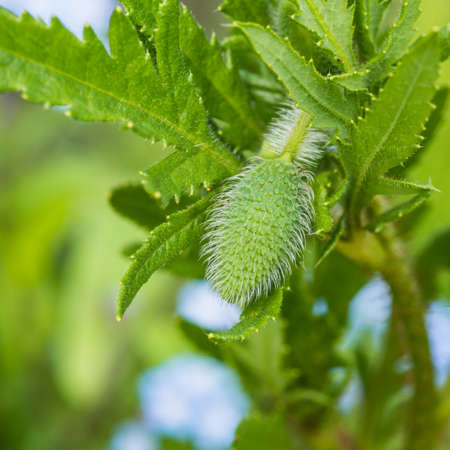 A macro shot of the hairy flower bud of a poppy plant.の写真素材