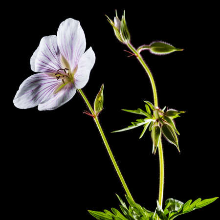 A macro shot of a geranium bloom shot against a black 