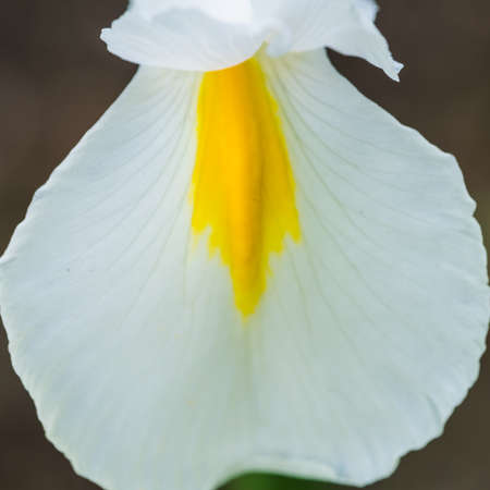 A macro shot of a Dutch iris bloom.