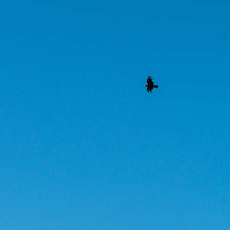 A crow flies through an uninterrupted blue sky.の写真素材