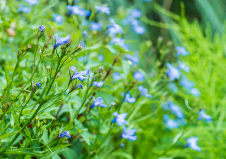 A macro shot of some blue lobelia.の写真素材