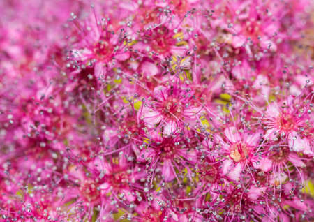 A macro shot of the blossom of a magic carpet bush.の写真素材