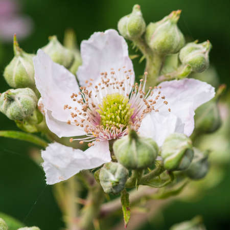 A macro shot of a white bramble bloom.の写真素材