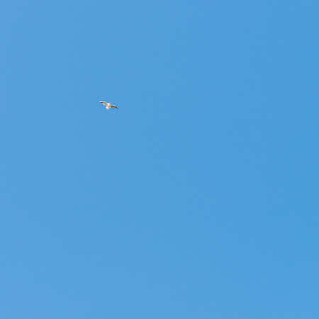 A black headed gull glides around on a thermal.の写真素材