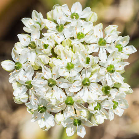 A macro shot of a white allium bloom.の写真素材