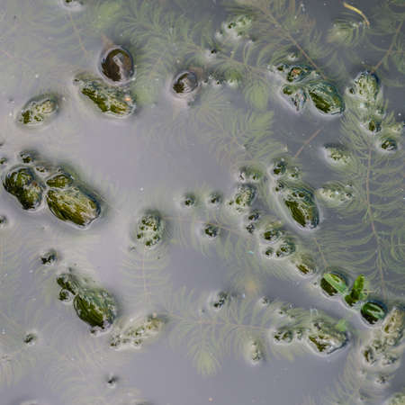 A shot of some oxygenating plants in a pond.の写真素材