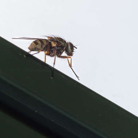 A macro shot of a fly sitting on a flat surface.