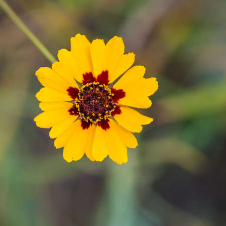 A macro shot of a yellow plains coreopsis bloom.