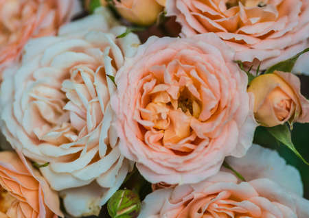 A macro shot of an orange patio rose bloom.の写真素材