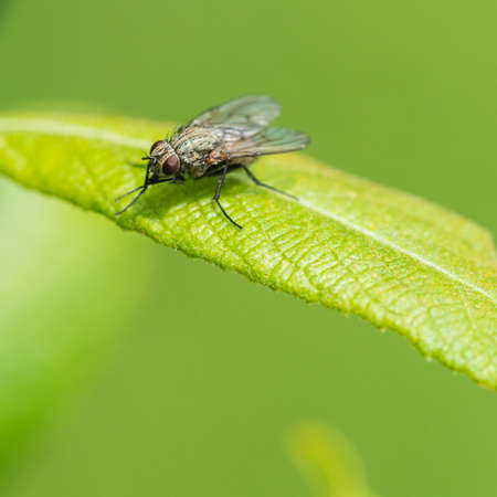 A macro shot of a fly sitting on a green leaf.