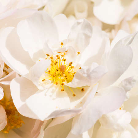 A macro shot of some white roses.の写真素材
