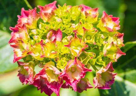 A macro shot of a red hydrangea flower head.