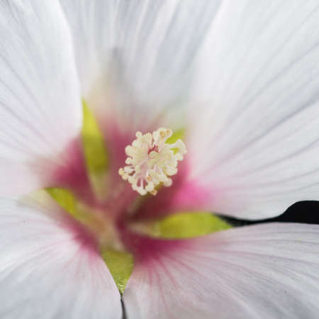 A macro shot of a lavatera 'Barnsley Baby' bloom, shot against a black background.の写真素材