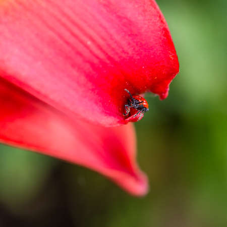 A macro shot of a red lily beetle sitting on the petals of an asiatic lily.の写真素材