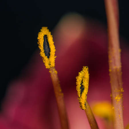 A macro shot of the stamen of a red daylily bloom.の写真素材
