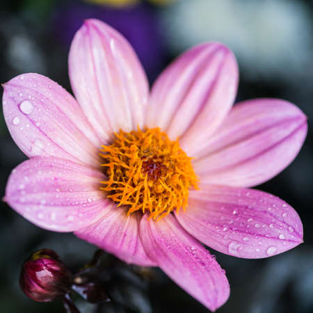 A macro shot of a pink dahlia.の写真素材