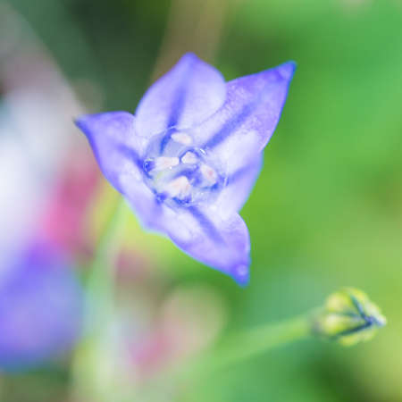 A macro shot of a raindrop inside a blue triteleia bloom.の写真素材