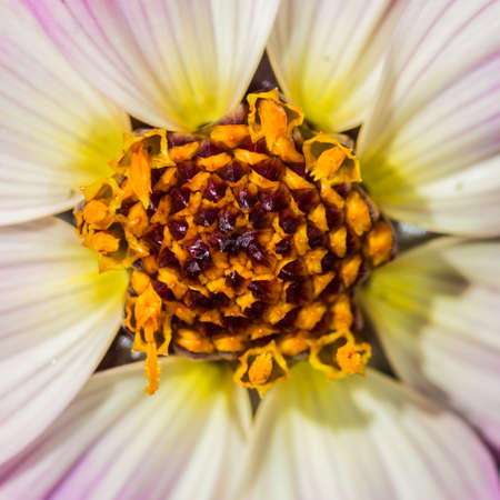 A macro shot of the centre of a dahlia bloom.の写真素材