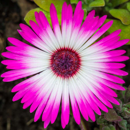 A macro shot of a livingstone daisy.の写真素材
