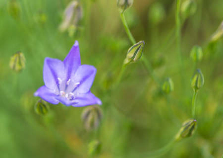 A macro shot of a grass nut bloom.の写真素材