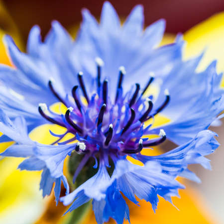 A macro shot of a blue cornflower bloom.の写真素材