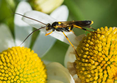 A macro shot of a Amblyteles armatorius browsing over an ox eye daisy patch.の写真素材