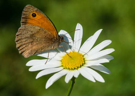 A macro shot of a meadow brown butterfly sitting on an ox eye daisy.の写真素材
