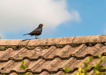 A macro shot of a blackbird sitting on a tiled roof.の写真素材