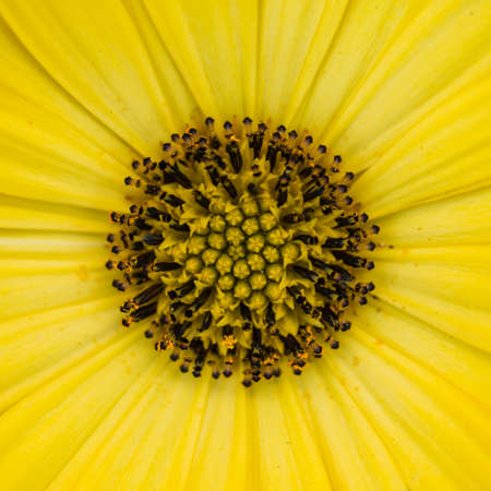 A macro shot of the centre of an osteospermum bloom.